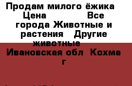 Продам милого ёжика › Цена ­ 10 000 - Все города Животные и растения » Другие животные   . Ивановская обл.,Кохма г.